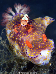 Rider2
Nikon D800E , 105 micro, twin strobo
Lembeh strait by Marchione Giacomo 